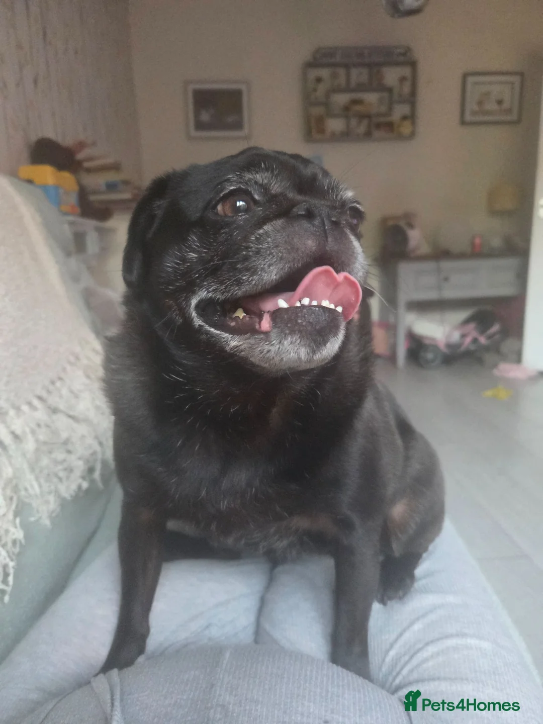 Pug dogs for sale: 5 year old black pug - Ellie  - Advert 2