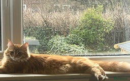 Maine Coon cats for sale: Gorgeous Maine Coons for sale  - Image 9