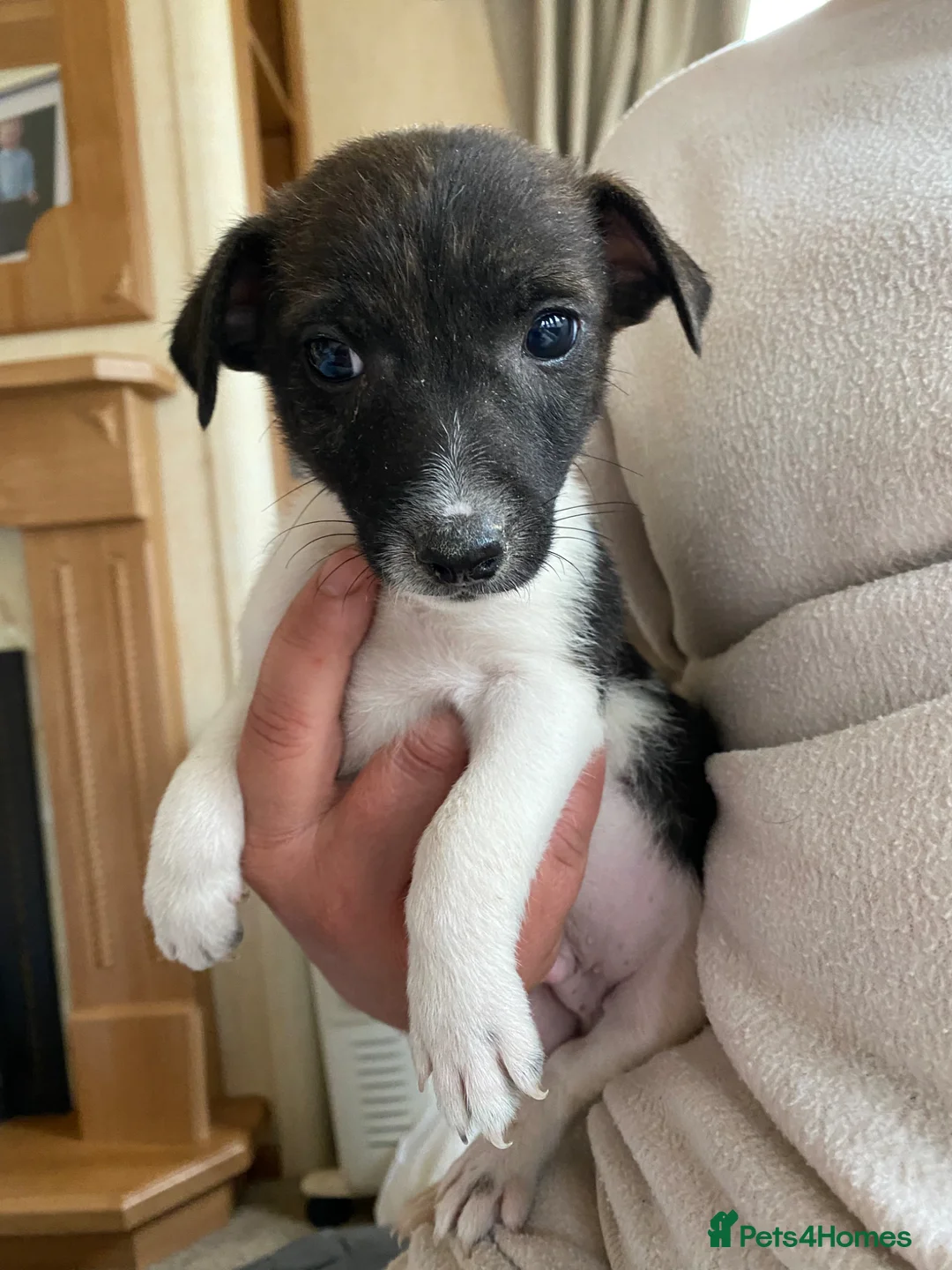Jack Russell dogs for sale: 2 beautiful male Jack Russell pups  - Advert 2