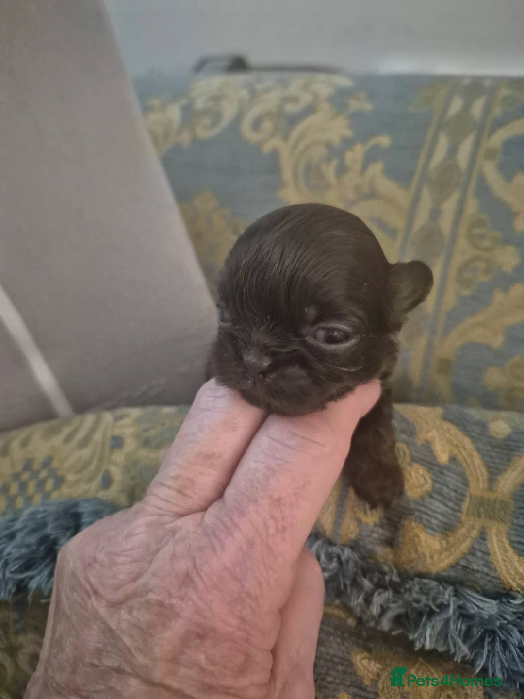 Shih Tzu dogs for sale: Shi tzu - Advert 3