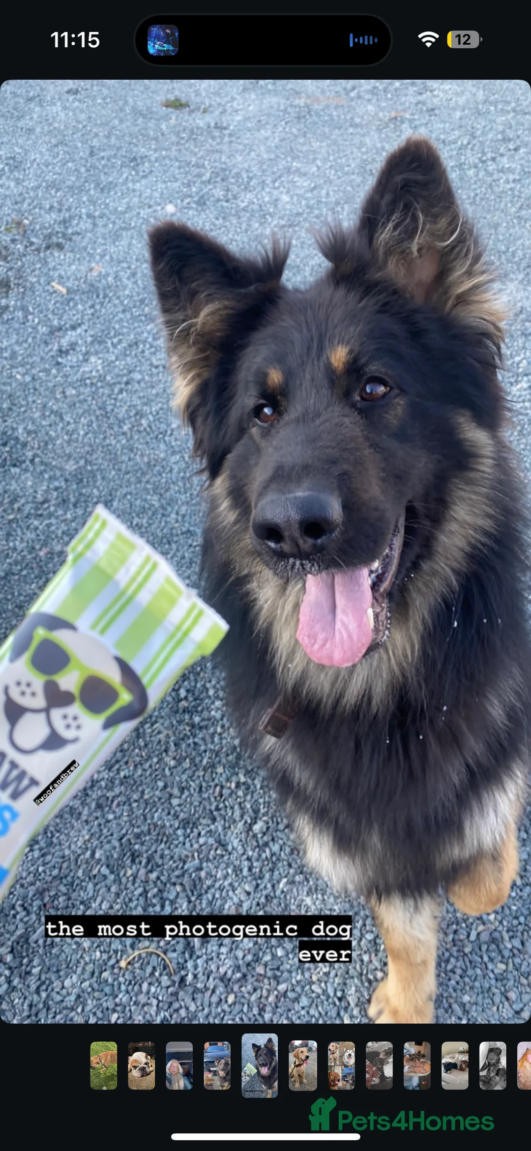 Mixed Breed dogs for sale: German shepherd x malamute puppies  - Advert 8