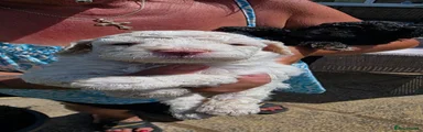 Cockapoo 4
