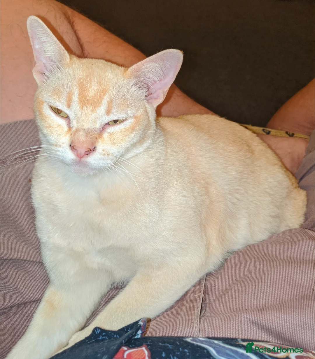 Burmese cats for sale: Burmese Red - Advert 2