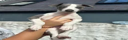 Whippet dogs for sale: 🥰LAST TWO WHIPPET BOYS REMAINING🥰 - Advert 15