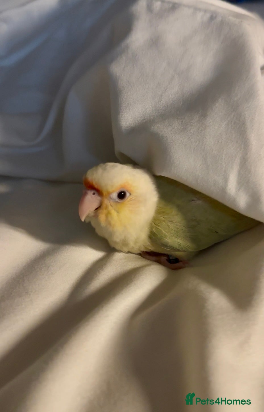 Conures birds for sale: Rehoming The Sweetest Moon Cheek Conure - Advert 1
