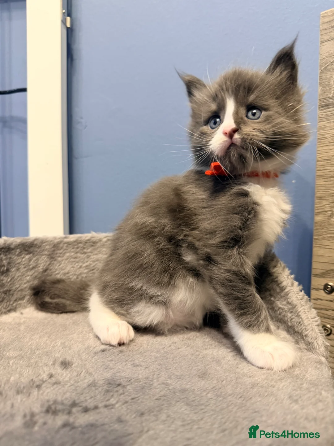 Maine Coon cats for sale: Last gorgeous boy! - Advert 11