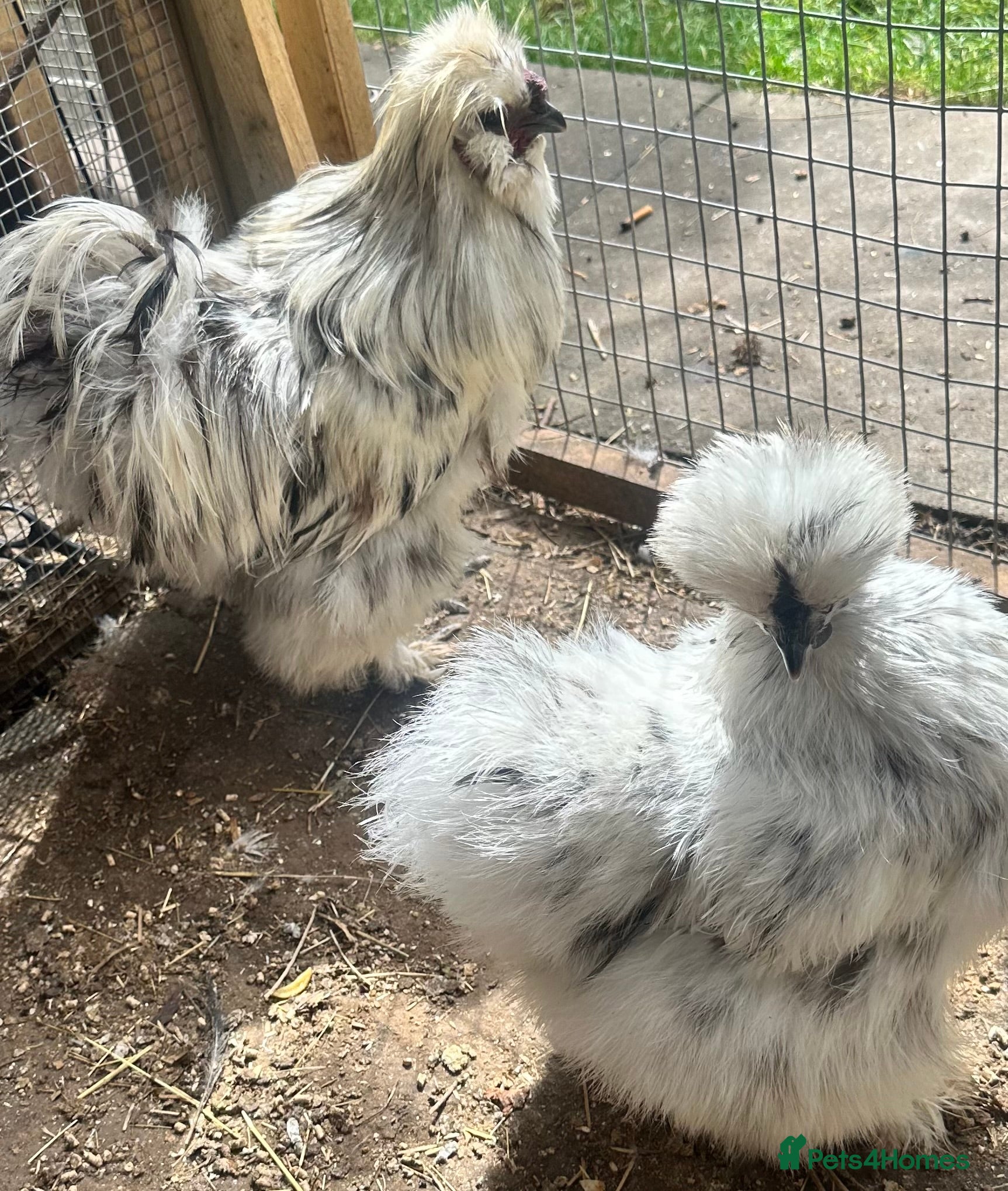 Chickens poultry Chickens and chicks read description - Advert 1