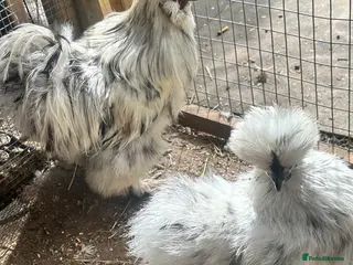 Chickens poultry Chickens and chicks read description - Advert 8