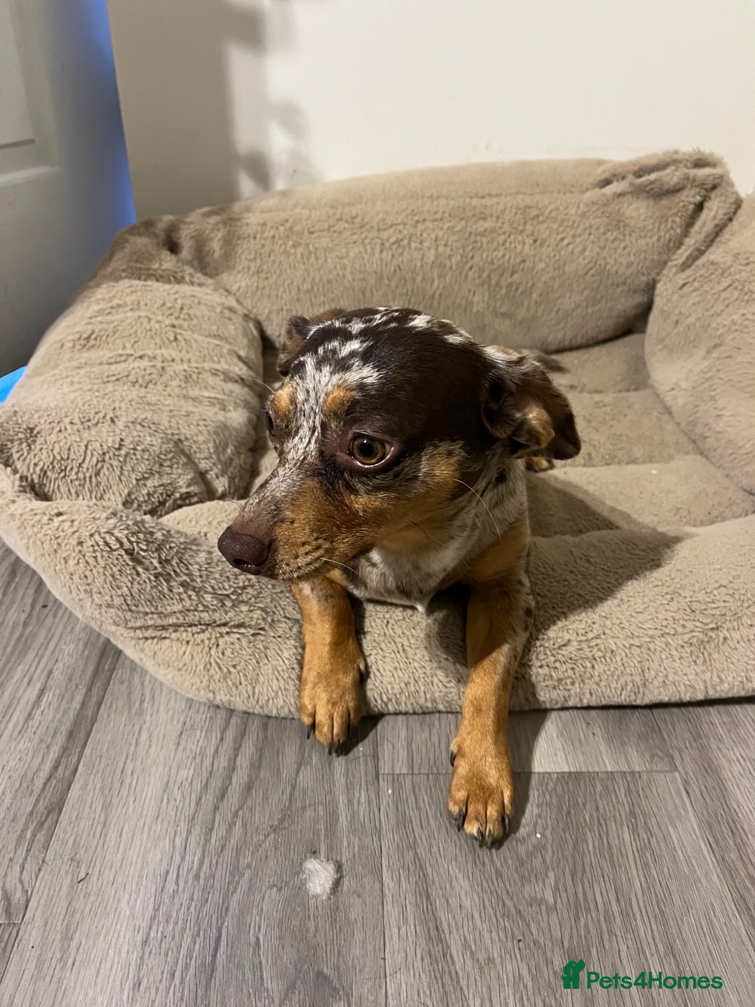 Mixed Breed dogs Dachshund/Chihuahua/mix breed - Advert 2