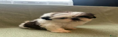 Shih Tzu 1