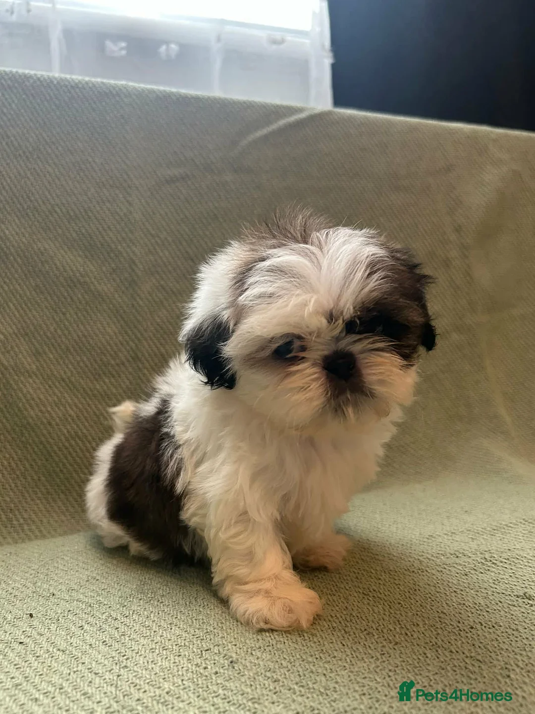 Shih Tzu dogs for sale: Shih Tzu Puppies For Sale 🐶🤎 - Advert 2