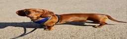 Miniature Dachshund dogs for stud: Richie proven and ready to stud. in Liverpool - Advert 3