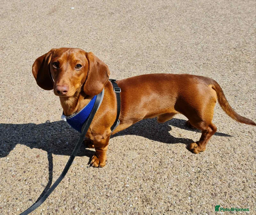 Miniature Dachshund dogs for stud: Richie proven and ready to stud. in Liverpool - Advert 3