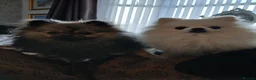 Pomeranian dogs for sale: 2 pomeranian girls kc reg - Advert 8