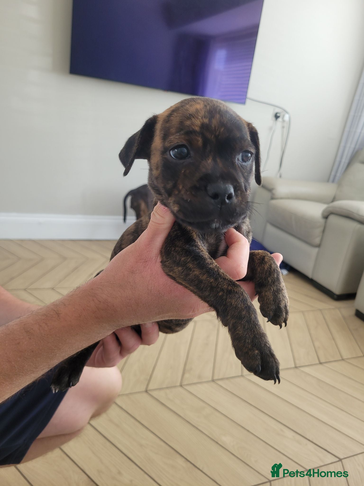 Mixed Breed dogs Beautiful staffie puppys(ready to leave this week) - Advert 5