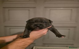 Staffordshire Bull Terrier dogs for sale: Staffordshire Bull Terrier Puppies - Image 20