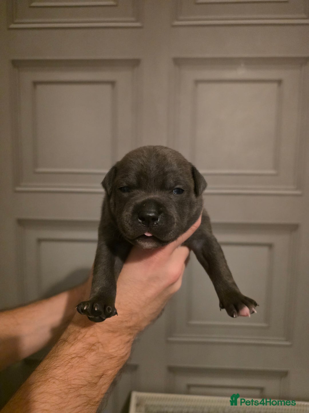 Staffordshire Bull Terrier dogs for sale: Staffordshire Bull Terrier Puppies - Image 20