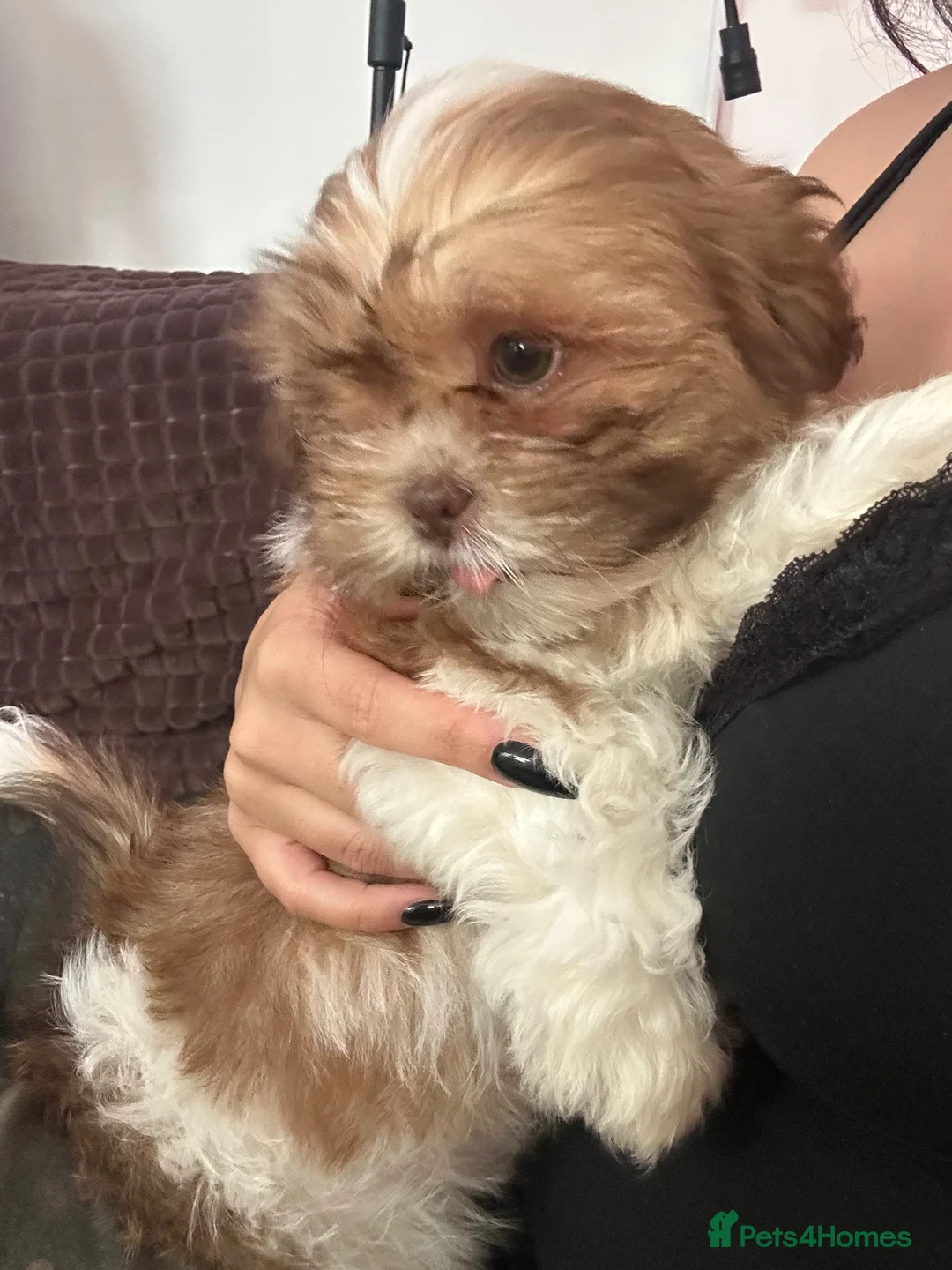 Shih Tzu dogs for sale: 11 week old Male Shihtzu  - Advert 2