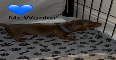 Miniature Dachshund dogs Miniature dachshund puppies  - Advert 10