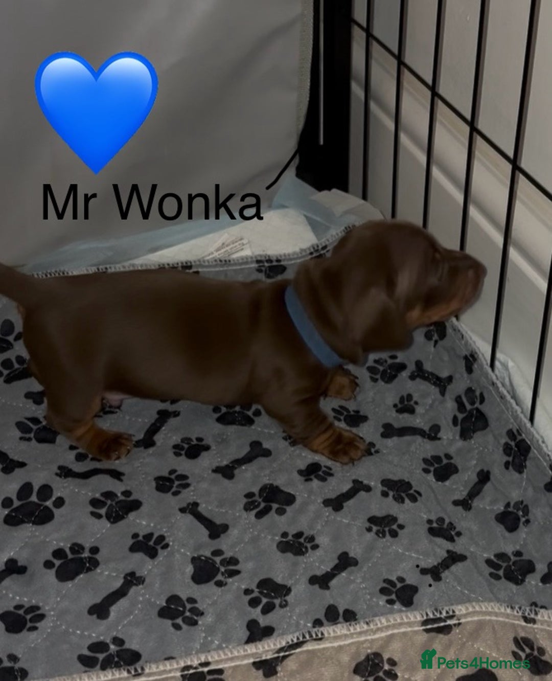 Miniature Dachshund dogs for sale: Miniature dachshund puppies  - Advert 3