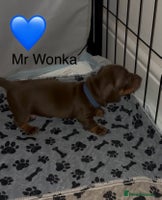 Miniature Dachshund dogs Miniature dachshund puppies - Advert 10