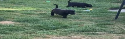 Labrador Retriever dogs for sale: Royal Kennel club registered puppies - Advert 11