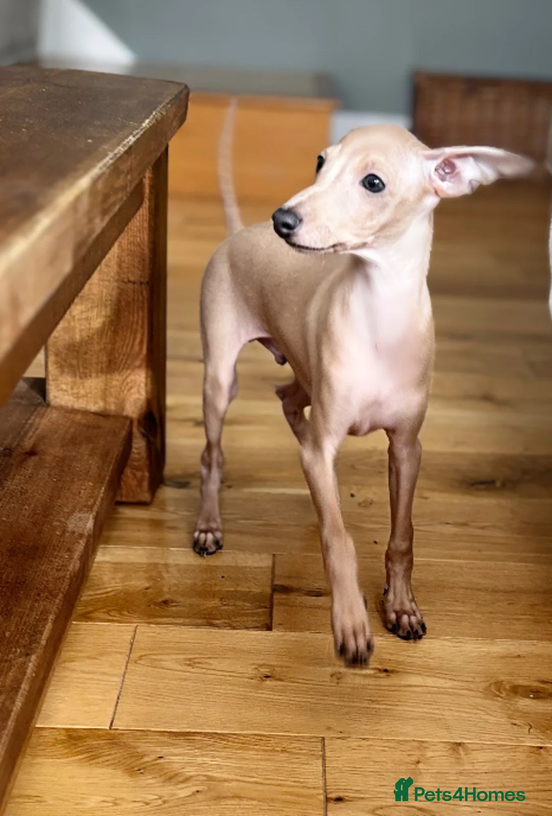Italian Greyhound dogs for sale: Stunning KC Italian Greyhound Boy Low COI 0.5% - Advert 5