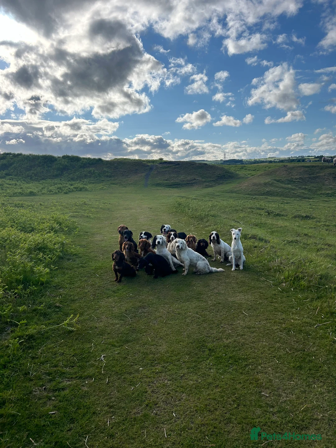 Cocker Spaniel dogs for stud: KC Registered Black and Tan Cocker Stud - Advert 6
