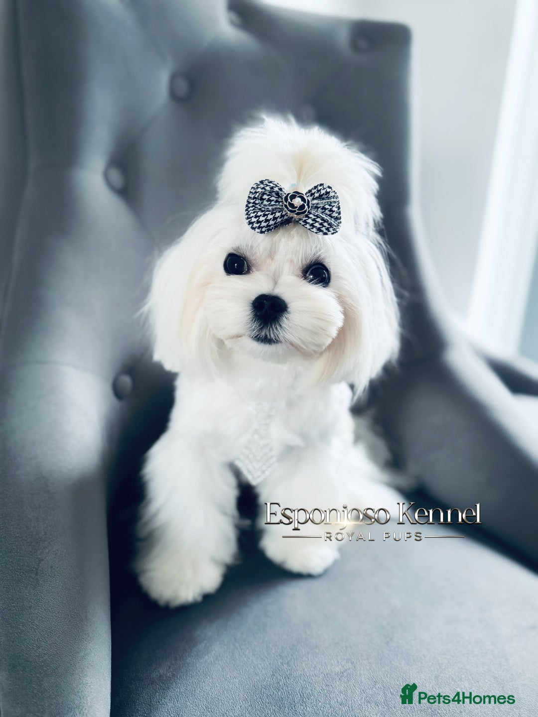 Maltese dogs for stud: ✨Exquisite DOLL KC Korean Maltese Stud DNA Clear ✨ - Image 17