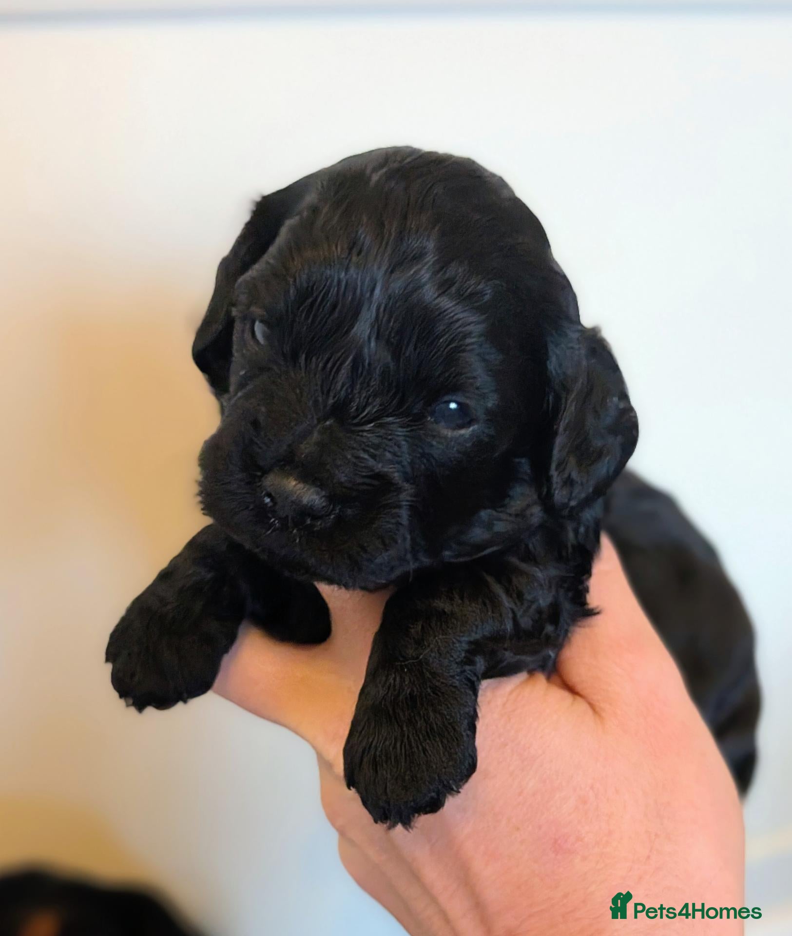 Cavapoo dogs Cavapoo puppy Boy - Advert 16