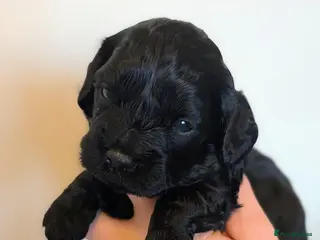 Cavapoo dogs Cavapoo puppy Boy - Advert 16