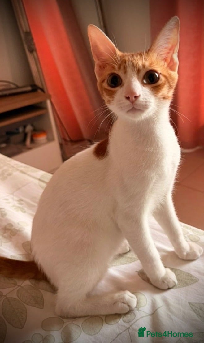Mixed Breed cats Tiny Tuna needs a playful home  - Advert 1