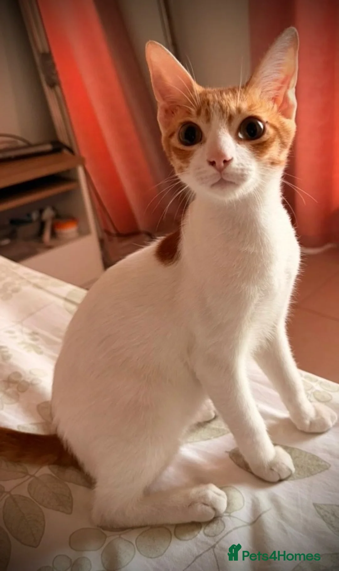 Mixed Breed cats for adoption: Tiny Tuna needs a playful home  - Advert 1