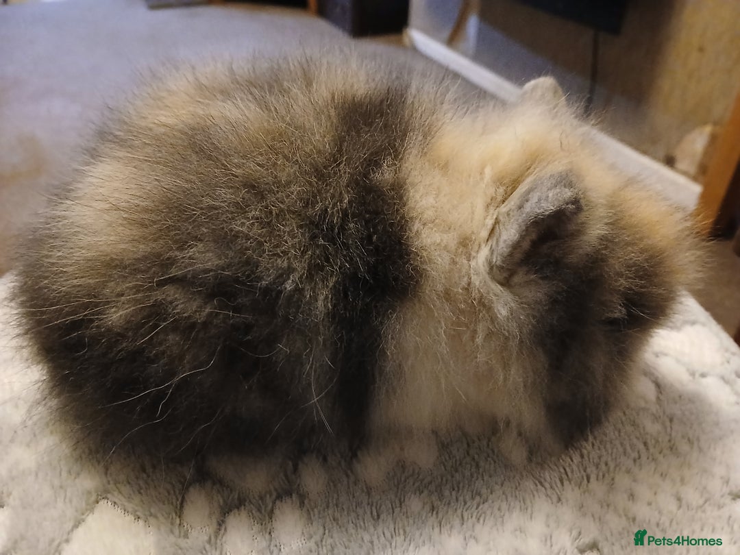 Lionhead rabbits for sale: Stunning DM Lionhead baby rabbits  - Advert 10