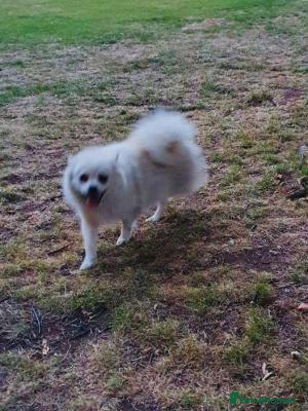 Pomeranian dogs for sale: handsome Pomeranian - Image 3