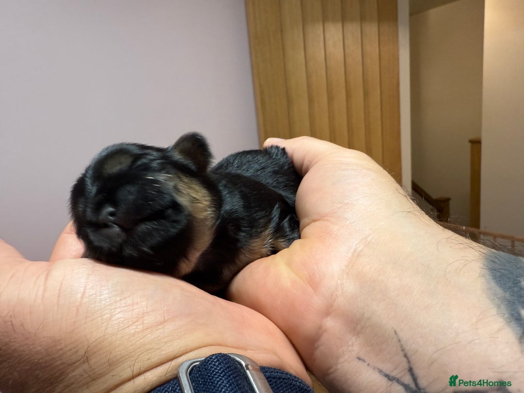 Shih Tzu dogs for sale: 💙 Gorgeous Imperial Shih Tzu Boys 💙 - Image 10