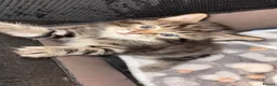 Mixed Breed cats for sale: Cute Kittens For Sale 😍 - Advert 9