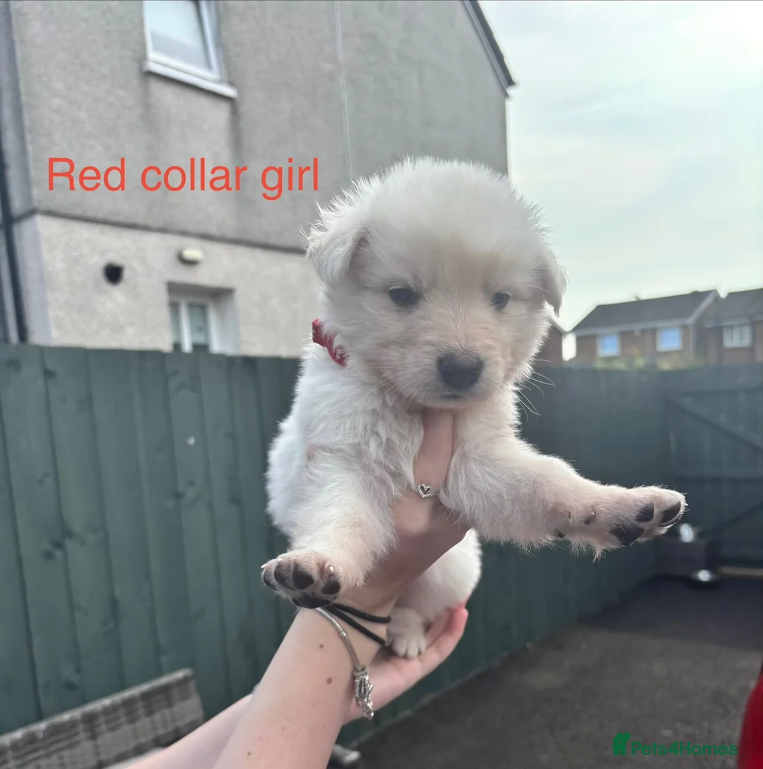 German Shepherd dogs for sale: German Shepherd Puppies  - Advert 2