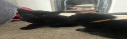 Mixed Breed cats for sale: Beautiful fluffy black kittens - Advert 3