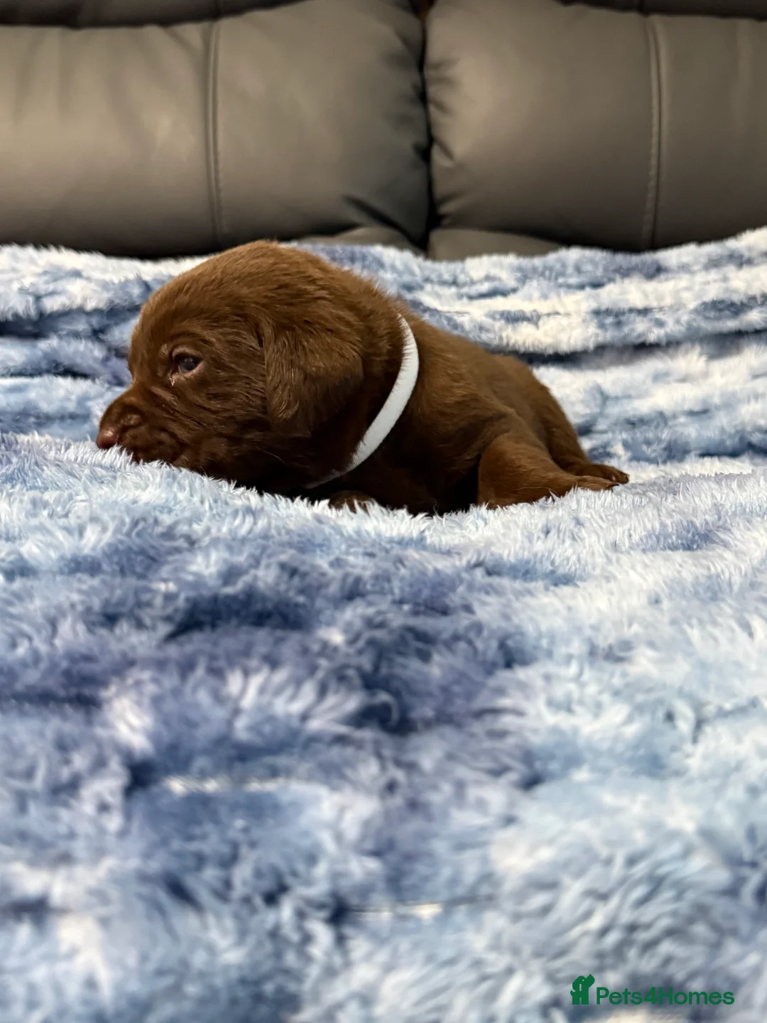 Labrador Retriever dogs for sale: STUNNING CHOCOLATE LABRADOR PUPPIES!!!! - Advert 6