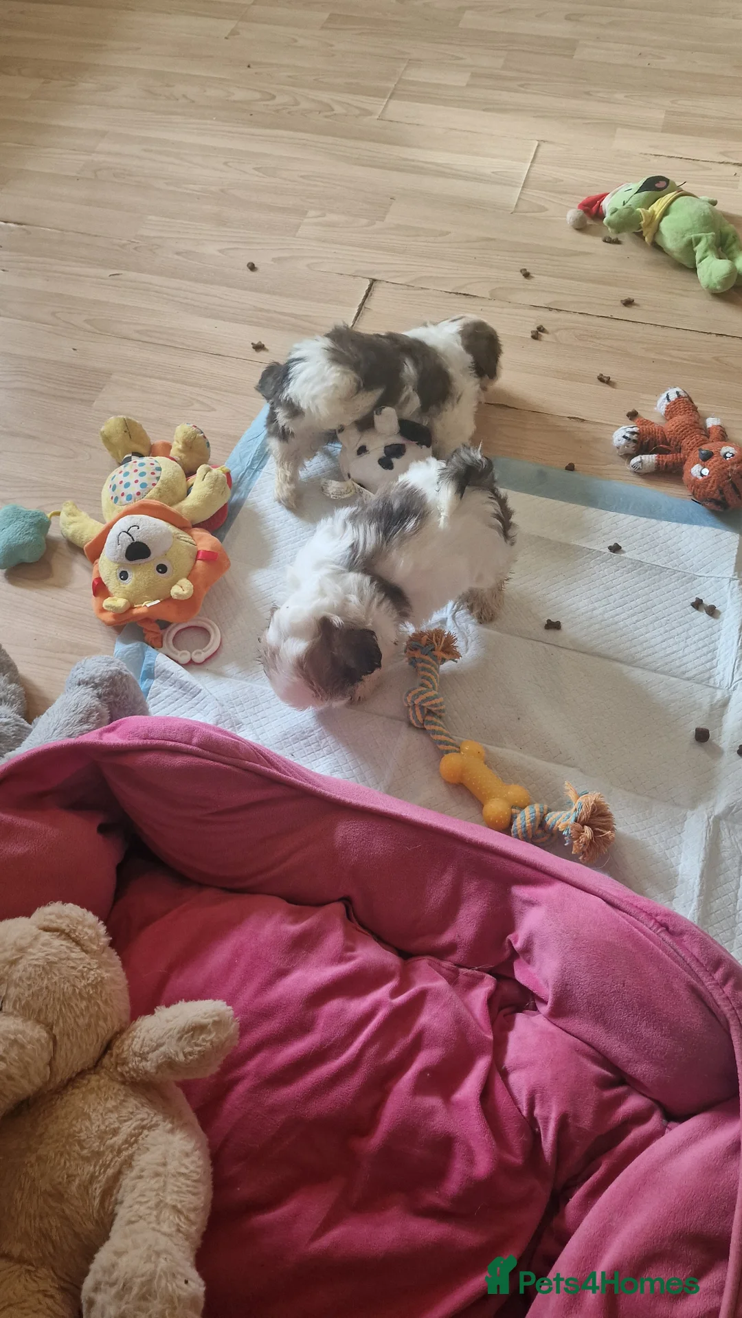 Shih Tzu dogs for sale: 🐾 Amazing Purebred Shih Tzu Puppies Crawley 🐾 - Advert 9