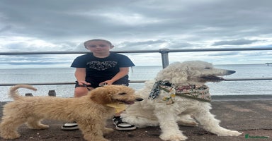 Goldendoodle dogs - Advert 1