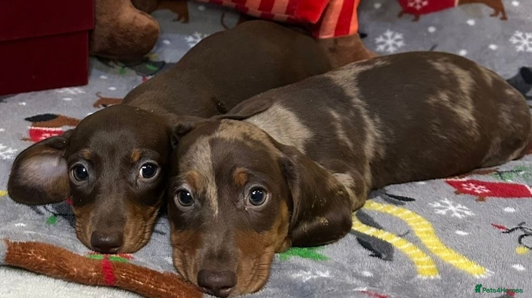 Miniature Dachshund dogs for sale: Two beautiful mini smooths available  - Advert 8