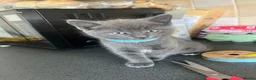 Mixed Breed cats for sale: Stunning Kittens Ready Now - Advert 4