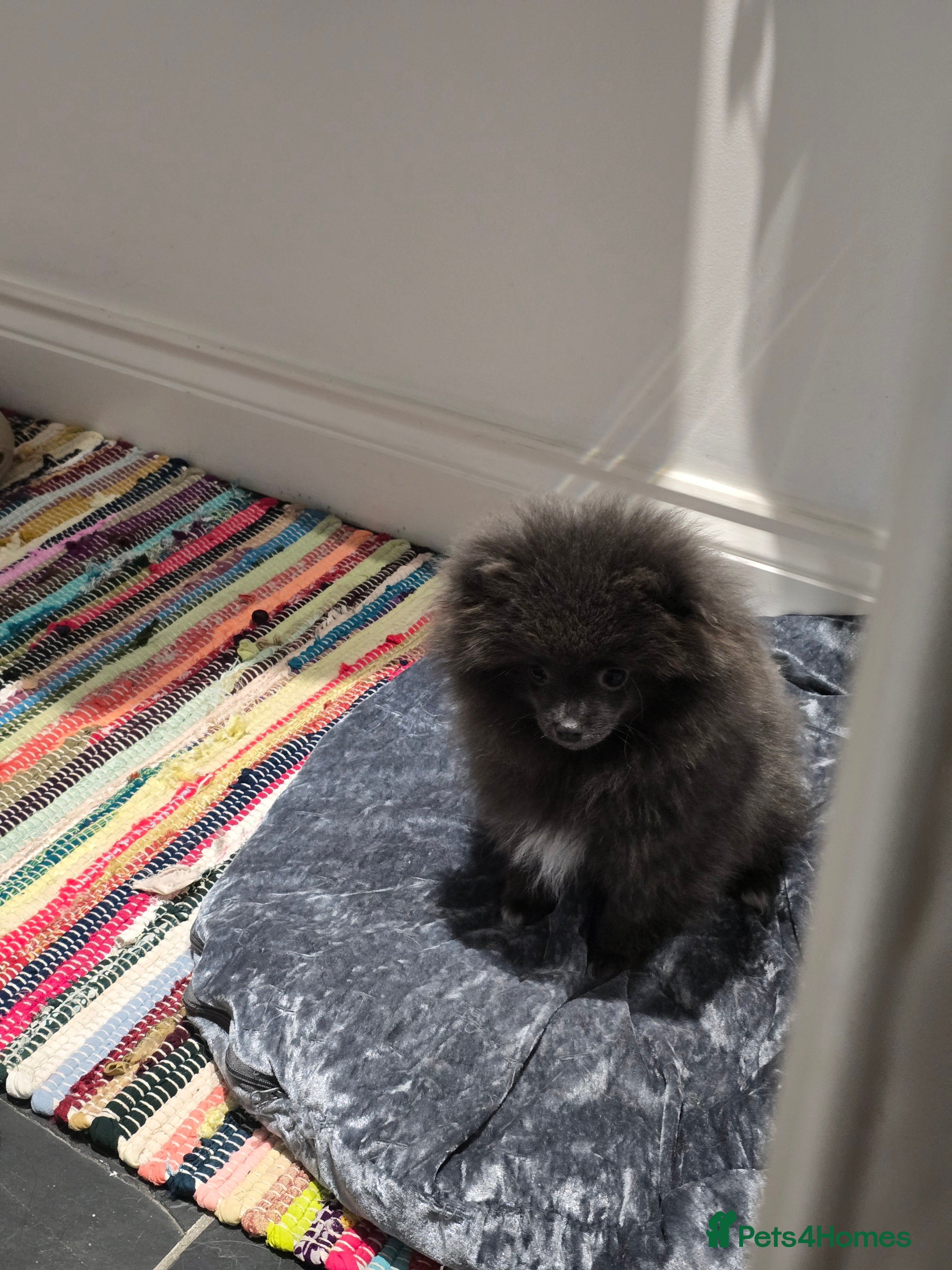 Pomeranian dogs Blue Pomeranian puppy - Advert 5