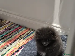 Pomeranian dogs Blue Pomeranian puppy - Advert 5