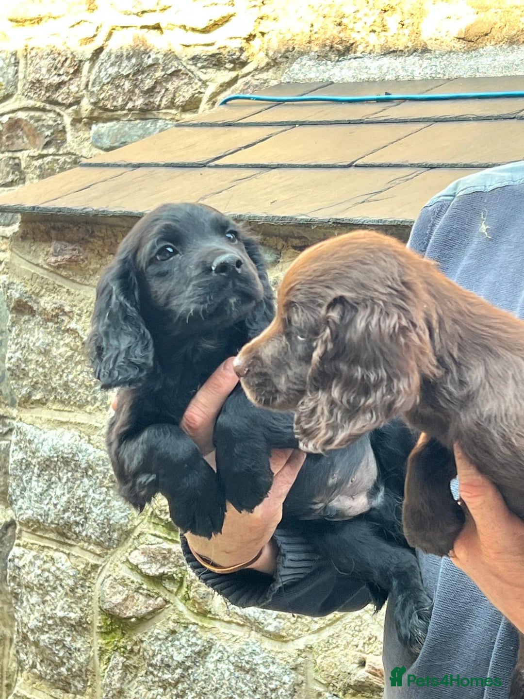 Sprocker dogs for sale: Sprocker - Image 5