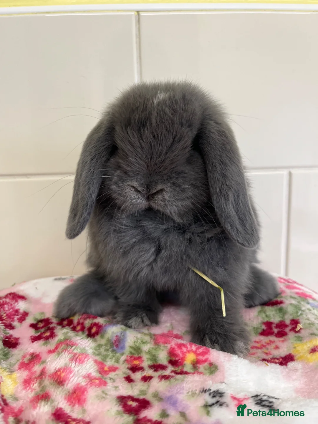 Mini Lop rabbits for sale: Beautiful mini lop ready for new homes  - Advert 1