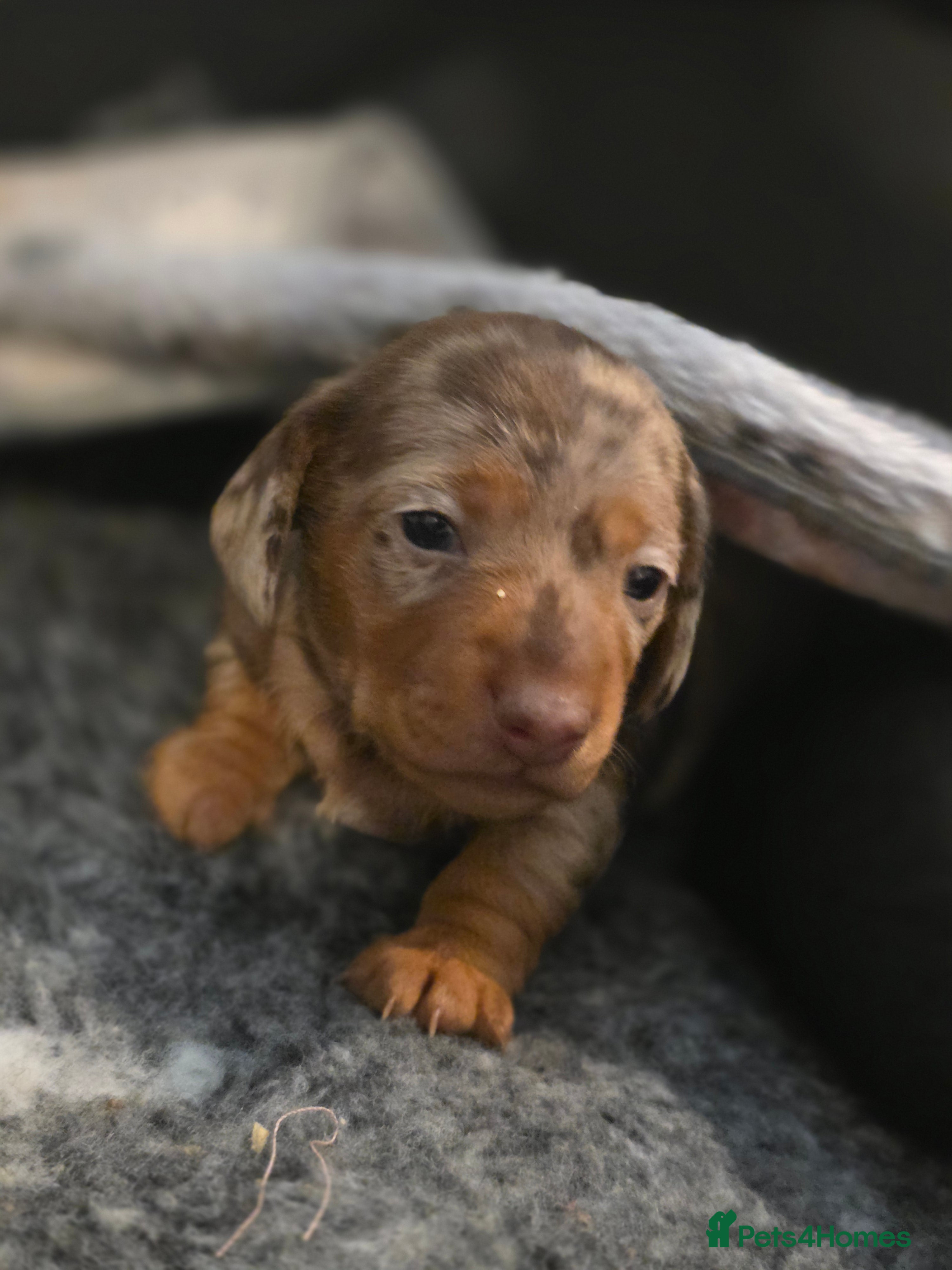 Miniature Dachshund dogs Miniature Dachshunds  - Advert 10