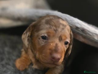 Miniature Dachshund dogs Miniature Dachshunds - Advert 10